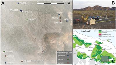 Geological and Geochemical Controls on Subsurface Microbial Life in the Samail Ophiolite, Oman